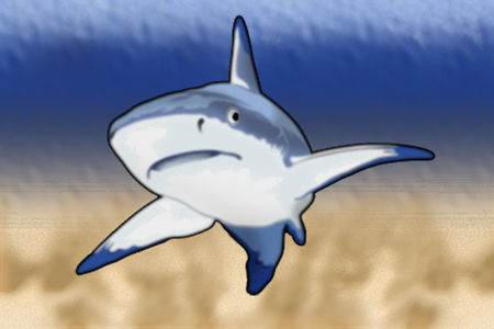 shark5