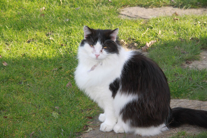 chat