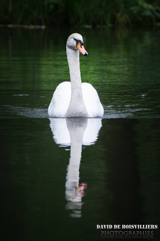 Cygne tuberculé (Cygnus olor)