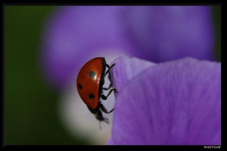 COCCINELLE 3 BLOG