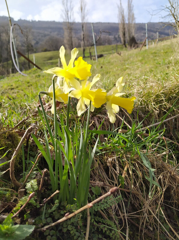 fleur jaune