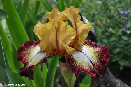Iris-Flamenco