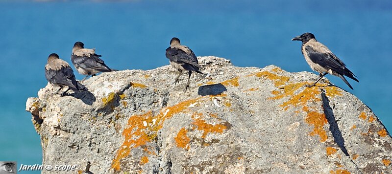 Quatre Corneille mantelée • Corvus cornix (Corse)