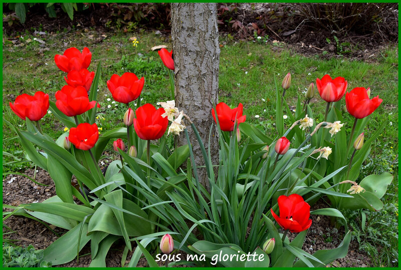 tulipes rouges