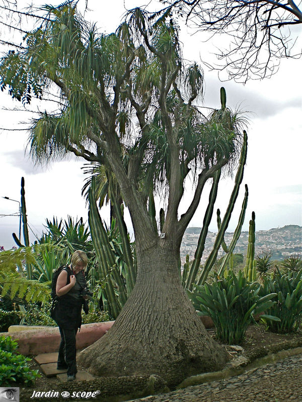 8722-Nolina-recurvata