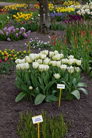 IMG_2832_DxO