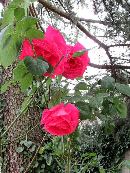 201910 jardin début octobre roses