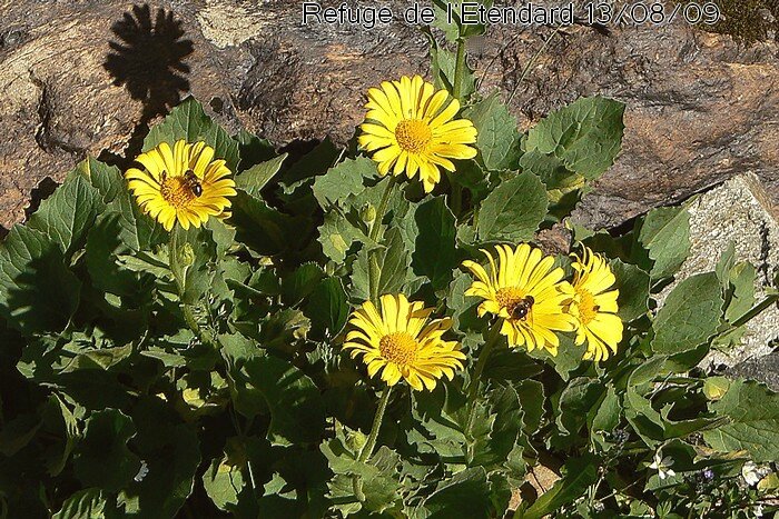 Doronicum grandiflorum