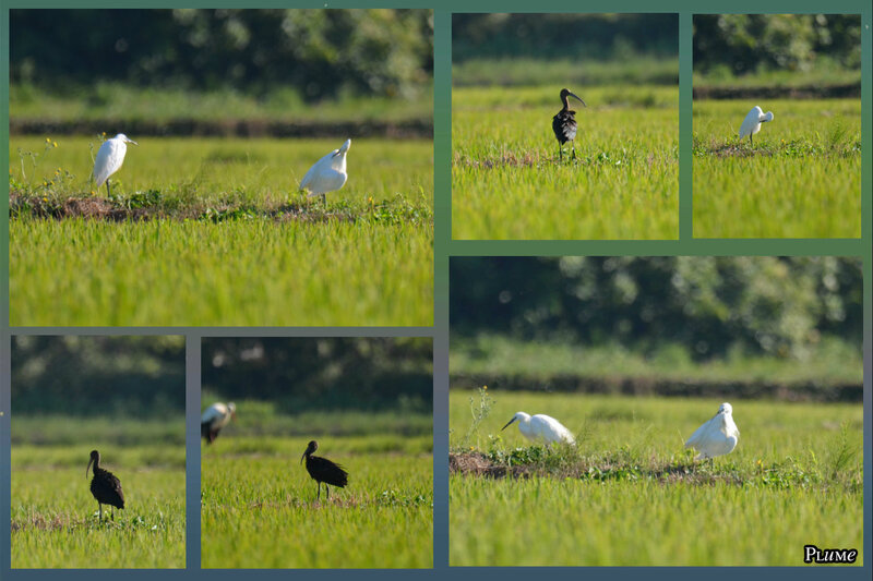 8 garzettes et ibis