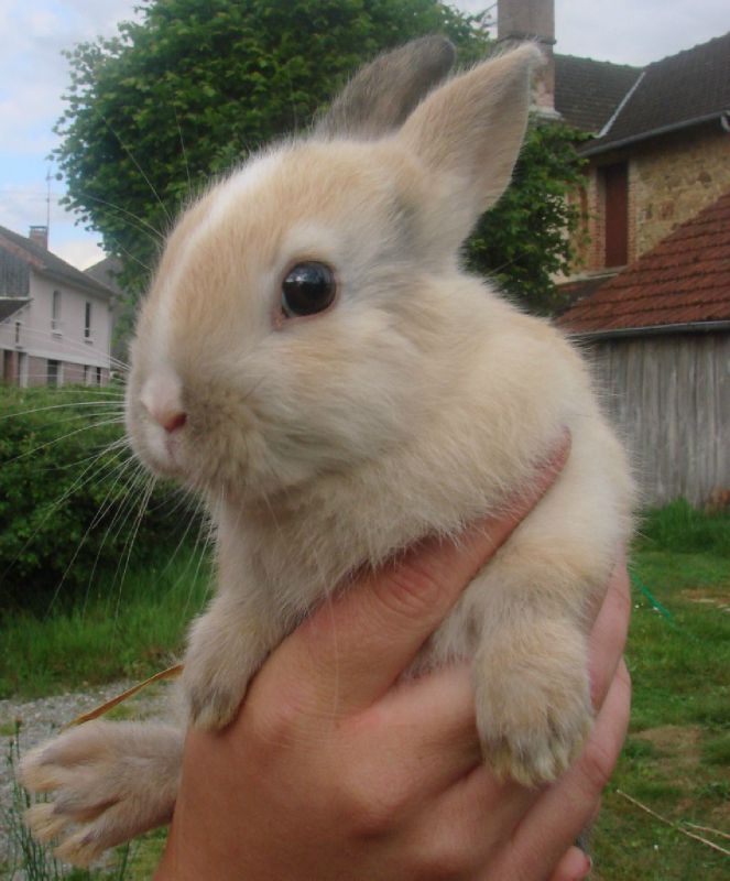 lapin