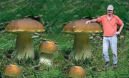 ici_les_champignons_sont_plus_gros_que_les_arbres