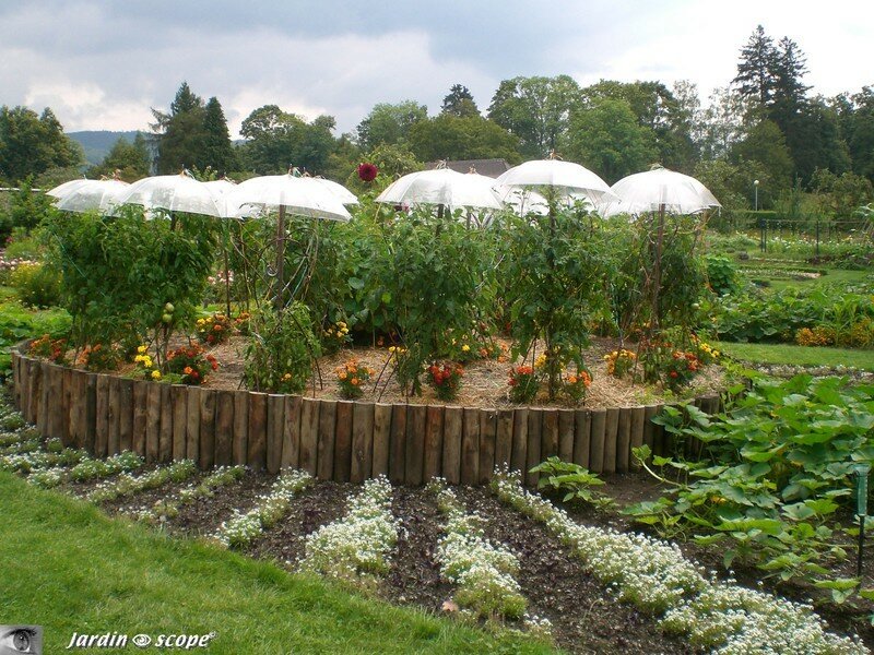 Des tomates protégées des aléas climatiques…!