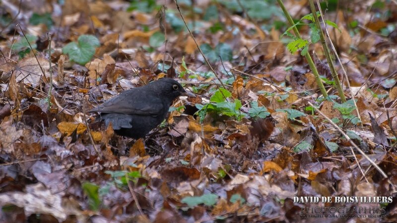 Merle noir (Turdus merula - Common Blackbird)