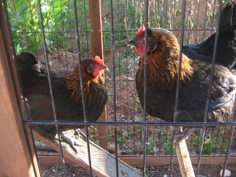 Poules lundi 17 mai 2010 015