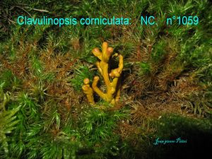 Clavulinopsis corniculata n°1059