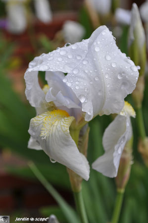 Iris_Avanelle_blanc