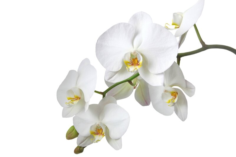 orchidee-84378