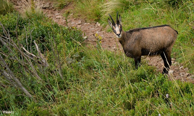 DSC_3473 chamois