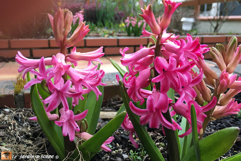 Jacinthes-Pink-Pearl