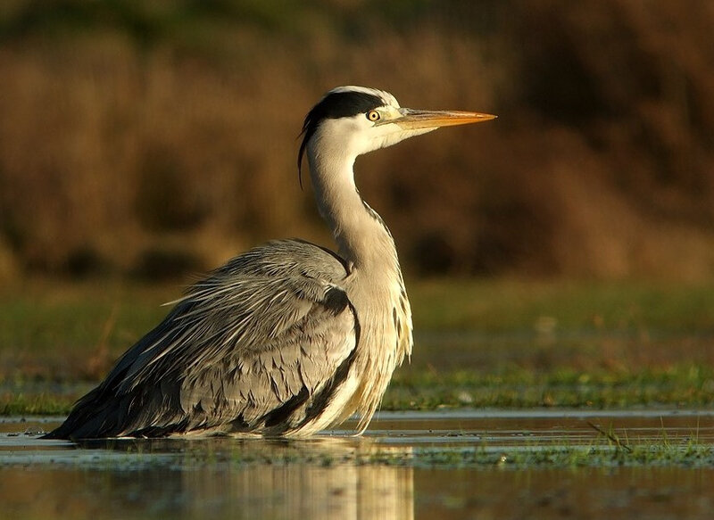 Heron_cendre