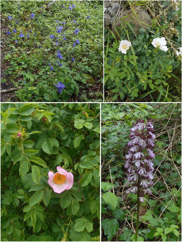 fleurs 1
