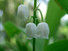 brin_de_muguet_2512003_35