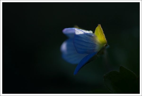 ville fleur bleue veronique matin 180213 2