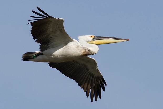 pelican