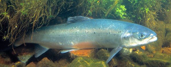 Saumon_Salmo_salar_Atlantischer_Lachs