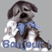 bonjour_chien_lapin