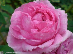 Rose_Chambord