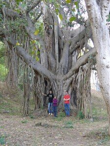 Banyan_tree_Tippu_sultan