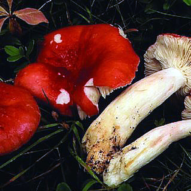 Russula-suecica-Norway-Troms-Storfjord-Lulledalen-17VIII2004