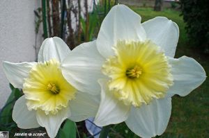 Narcisses