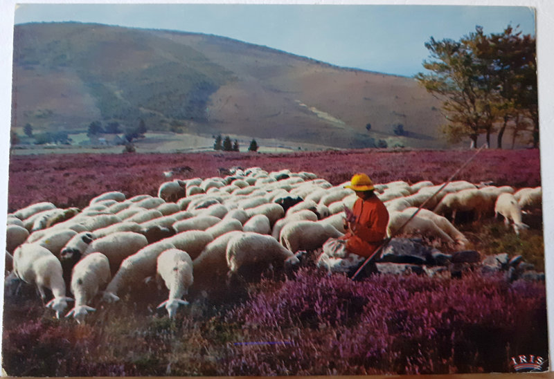 Moutons dans les Monedières datée 1965 écrite