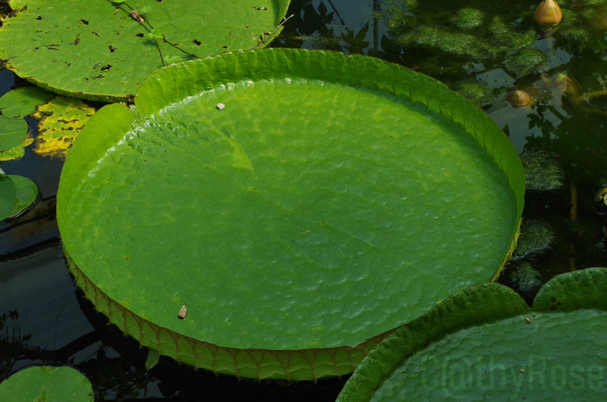 18-vert