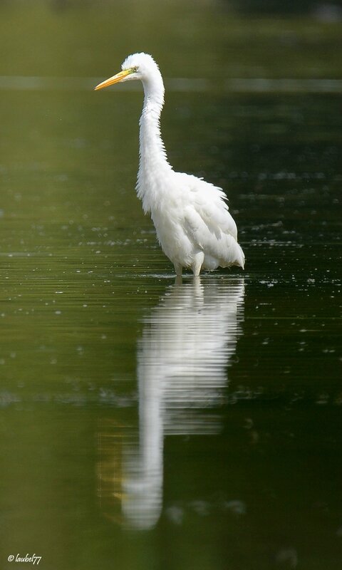 DSC_0885 grande aigrette patis