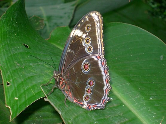 papillon bresil2
