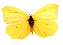 male-papillon-citron