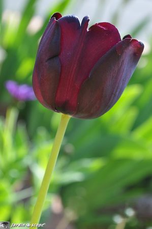 Tulipe-Reine-de-la-Nuit