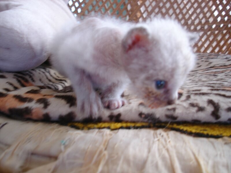 Pippily et Milky 011
