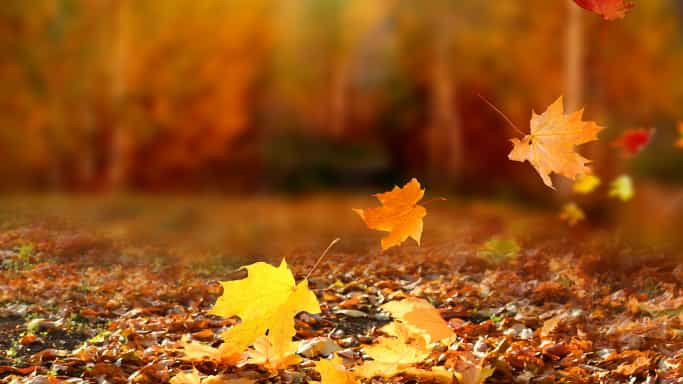 NOVEMBRE