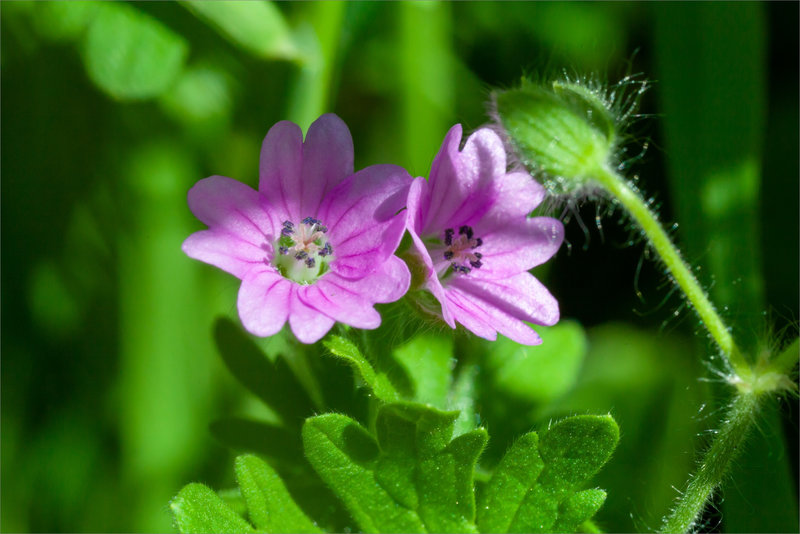 SM mur 160423 ym 17 fleur géranium