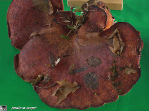 Fistuline hépatique • Langue de bœuf • Fistulina hepatica