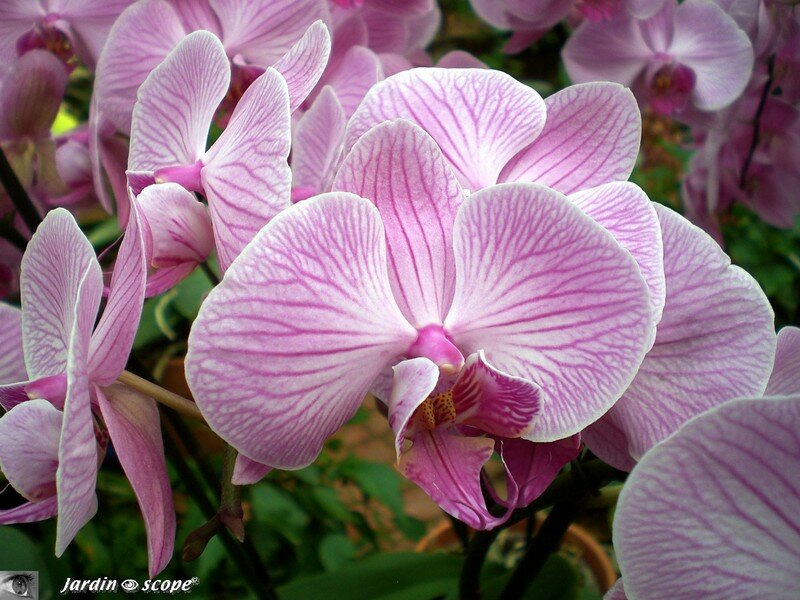 Phalaenopsis rose strié