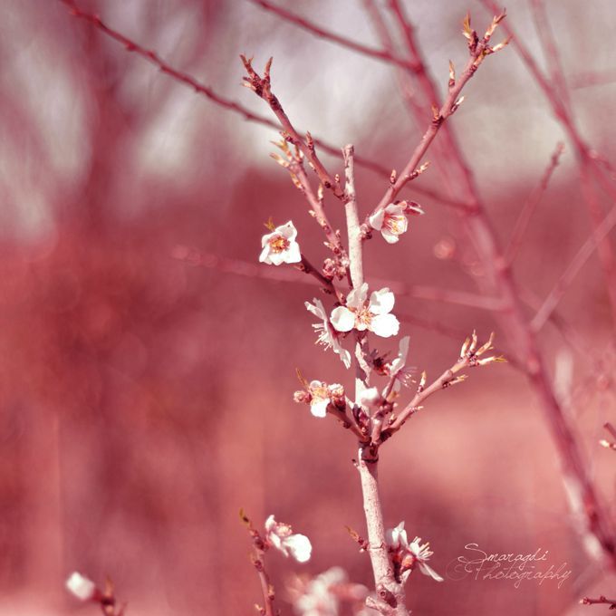 cherry blossom 3c