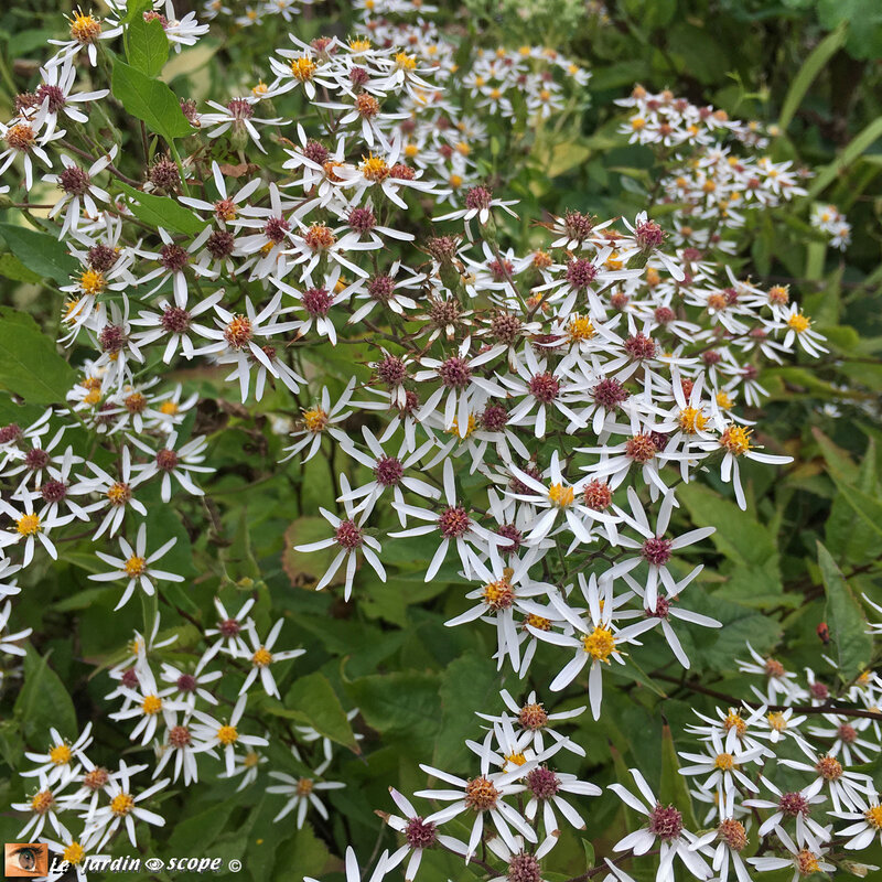 Aster divariqué • Aster Divaricatus