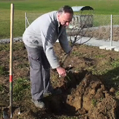 Planter-un-arbre-en-racines-nues
