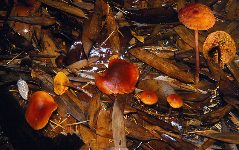 Gymnopilus_liquiritiae_2000_0623__2_