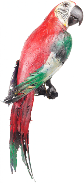 perroquet_1